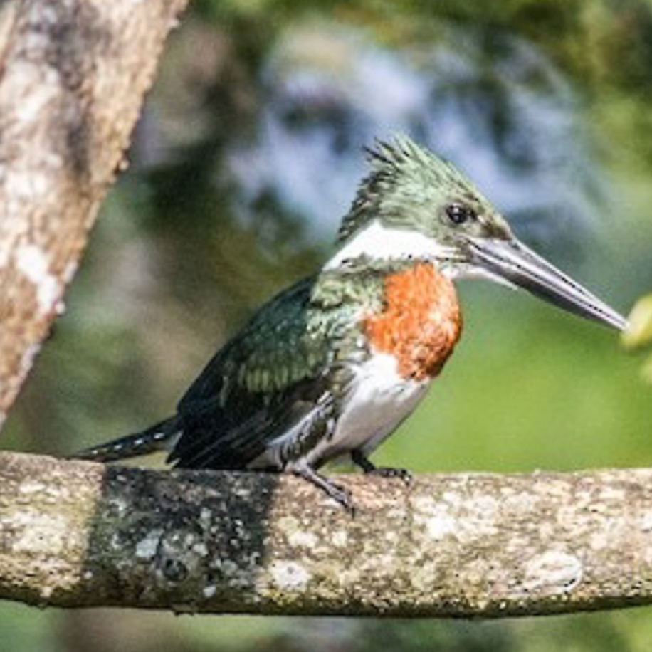 Green Kingfisher 2015-12-03 Jaco, Puntarenas, Costa Rica