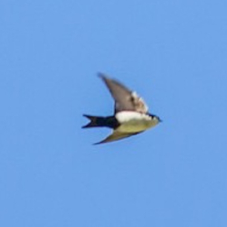 Blue-and-white Swallow 2015-11-30 Trogón Lodge, San José, Costa Rica