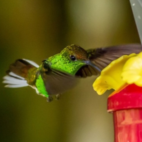 Coppery-headed Emerald 2015-12-03 Hummingbird Gallery, Monteverde, Costa Rica