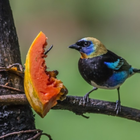 Golden-headed Tanager 2015-11-26 Costa Rica Nature Pavilion, Costa Rica