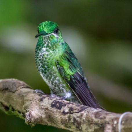 Green-crowned Brilliant 2015-12-03 Hummingbird Gallery, Monteverde, Costa Rica