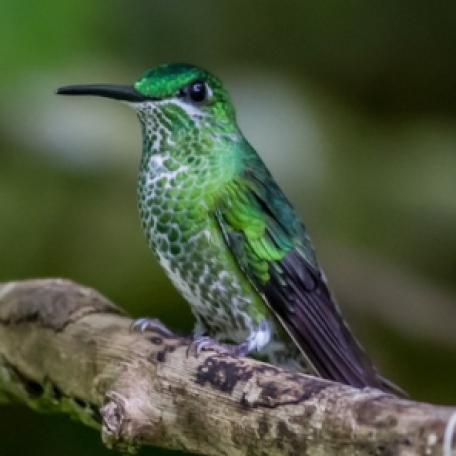 Green-crowned Brilliant 2015-12-03 Hummingbird Gallery, Monteverde, Costa Rica