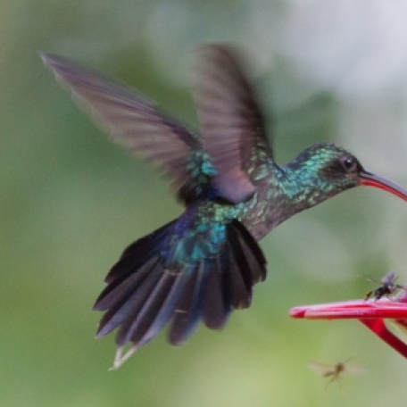 Green Hermit 2015-12-03 Hummingbird Gallery, Monteverde, Costa Rica