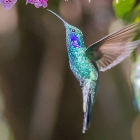 Lesser Violetear 2015-12-01 Paraiso Quetzal Lodge, Costa Rica