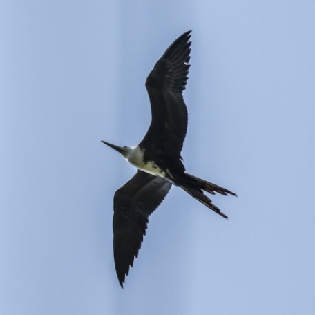 Magnificent Frigatebird 2015-12-03 Jaco, Puntarenas, Costa Rica