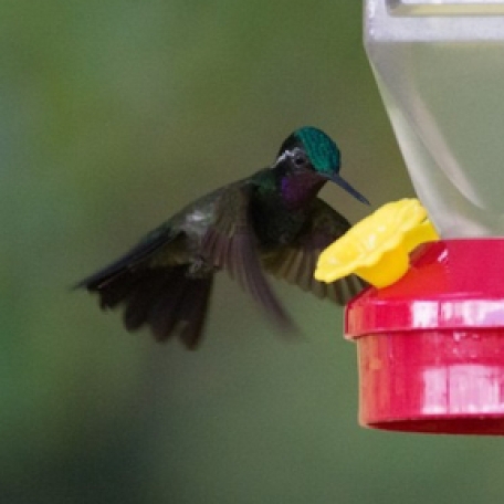 Purple-throated Mountain-gem 2015-12-03 Hummingbird Gallery, Monteverde, Costa Rica