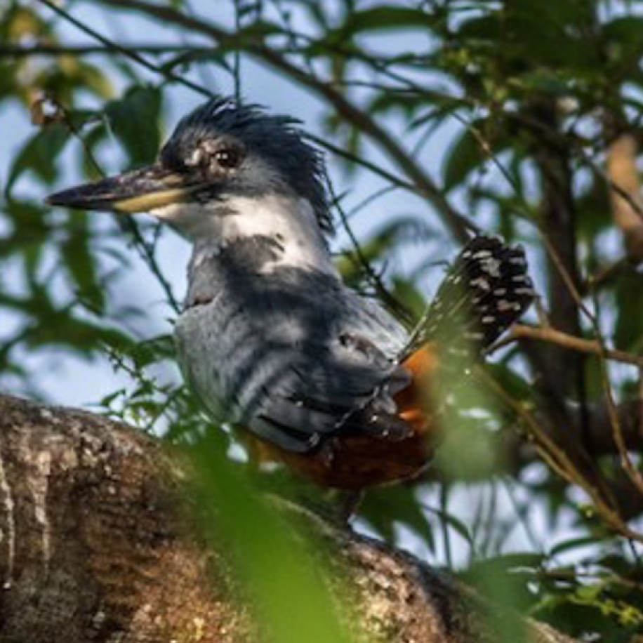 Ringed Kingfisher 2015-12-03 Jaco, Puntarenas, Costa Rica