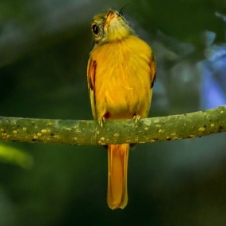 Ruddy-tailed Flycatcher 2015-12-02 PN Carara, Costa Rica