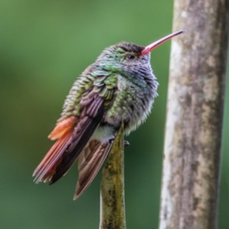 Rufous-tailed Hummingbird 2015-11-25 La Paz Waterfall Gardens, Heredia, Costa Rica-2