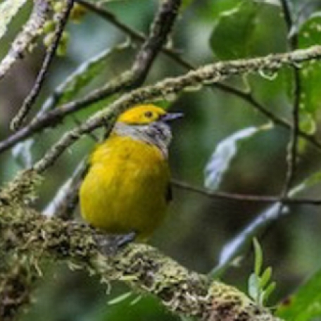 Silver-throated Tanager 2015-11-25 PN Tapani