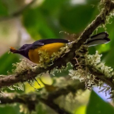 Slate-throated Redstart 2015-12-04 Curi-Cancha Refugio, Costa Rica