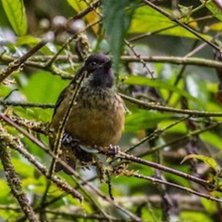 Spangle-cheeked Tanager 2015-11-25 PN Tapani, Costa Rica