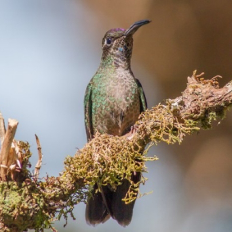 Talamanca Hummingbird 2015-12-01 Paraiso Quetzal Lodge, Costa Rica