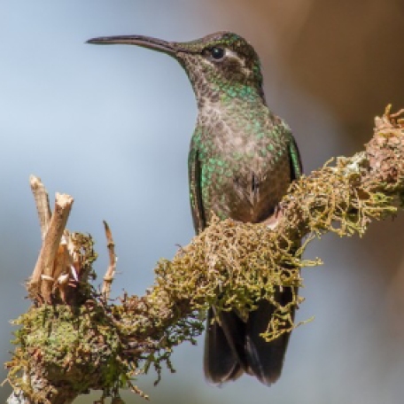 Talamanca Hummingbird 2015-12-01 Paraiso Quetzal Lodge, Costa Rica