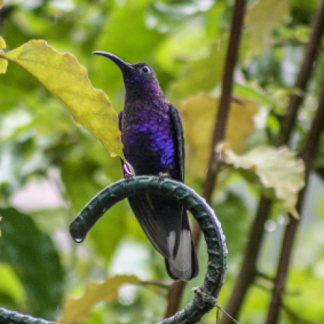 Violet Sabrewing 2015-11-25 La Paz Waterfall Gardens, Heredia, Costa Rica
